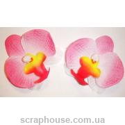 Головки цветов орхидеи розовые