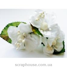 Цветы магнолии белые
