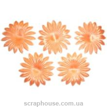 Цветы астра персиковые