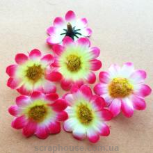 Головки цветов ромашки бело-розовые