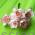 Цветы вишни двухцветные бело-розовые, в букете 10 шт, размер бутона 2,5 см, материал Mulberry paper, пр-во Таиланд.