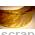 Лента из органзы кремовая Золотая полоска, на проволоке, ширина 3,8 см